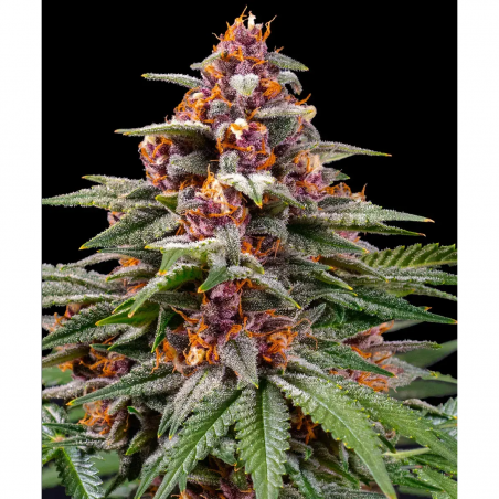 Barney's Farm Runtz Auto Seeds 3 Stk.