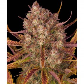 Dos Si Dos Auto Barney’s Farm 3 Seeds Pack