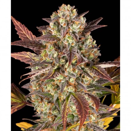 Barney's Farm Amnesia Haze Auto Seeds 3 Stk.