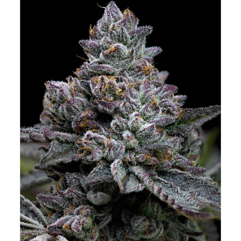 Barney's Farm Apple Fritter Seeds 3 Stk.