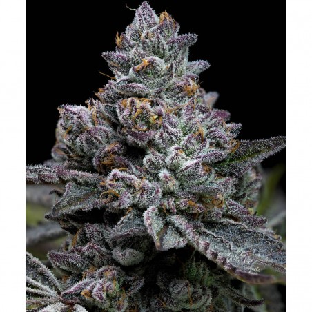 Barney's Farm Apple Fritter Seeds 3 Stk.