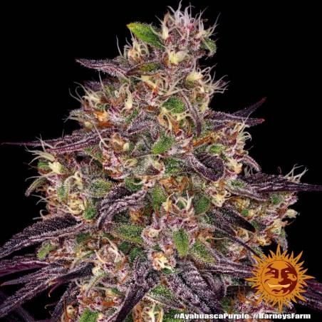 Barney's Farm Ayahuasca Purple Seeds 3 Stk.