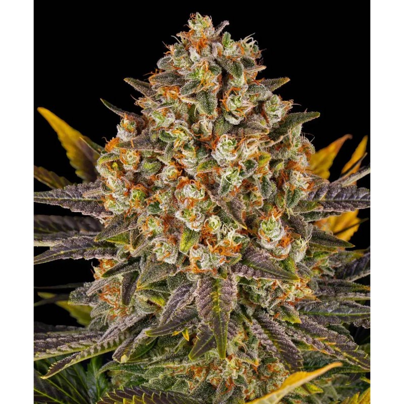 Barney's Farm Banana Punch Seeds 3 Stk.