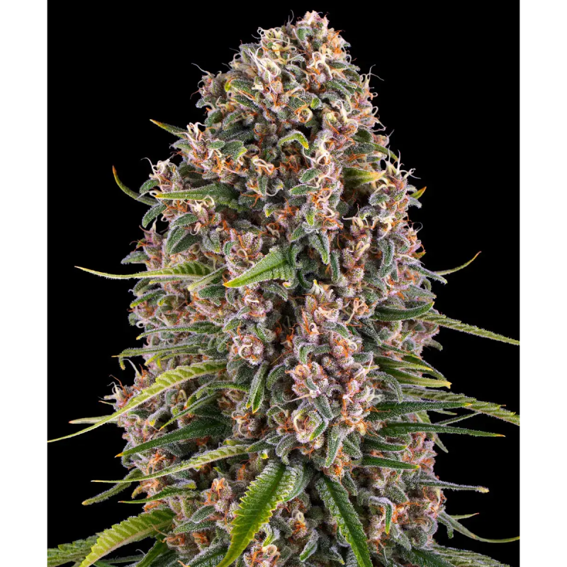 Barney's Farm Blue Cheese Seeds 3 Stk.