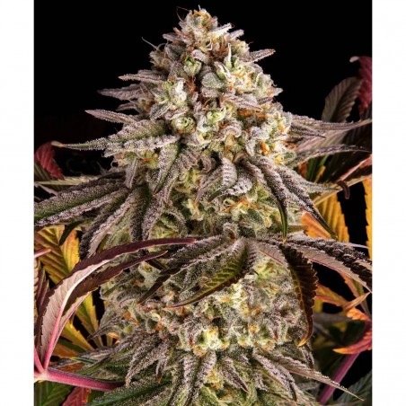 Barney's Farm Blue Sunset Sherbert Seeds 3 Stk.