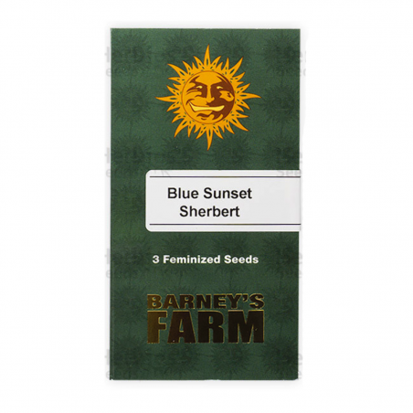 Barney's Farm Blue Sunset Sherbert Seeds 3 Stk.