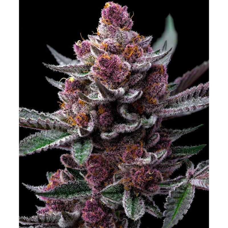 Barney's Farm Cherry Poppers Seeds 3 Stk.