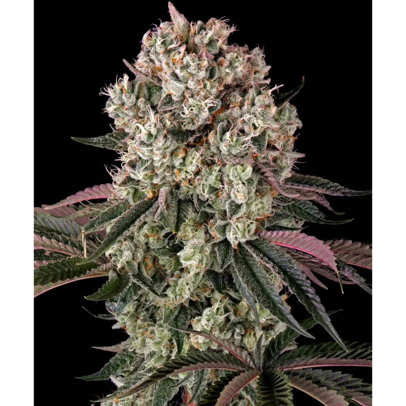 Barney's Farm Glookies Seeds 3 Stk.