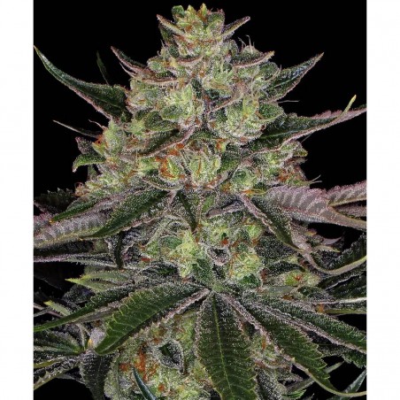 Barney's Farm Gorilla Zkittlez Seeds 3 Stk.