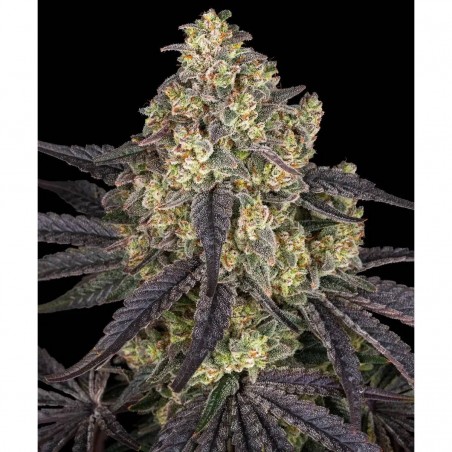 Barney's Farm Kush Mintz Seeds 3 Stk.