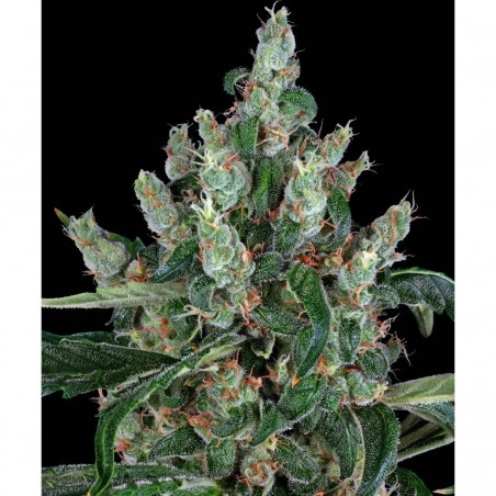 Barney's Farm Laughing Buddha Seeds 3 Stk.
