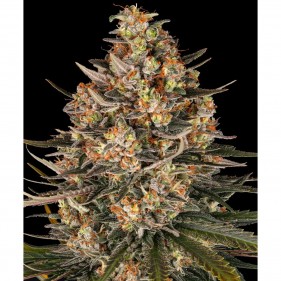 Lemon Drizzle Barney’s Farm 3 Seeds Pack