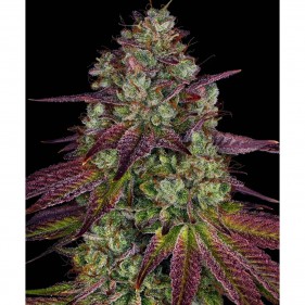Mimosa EVO Barney’s Farm 3 Seeds Pack