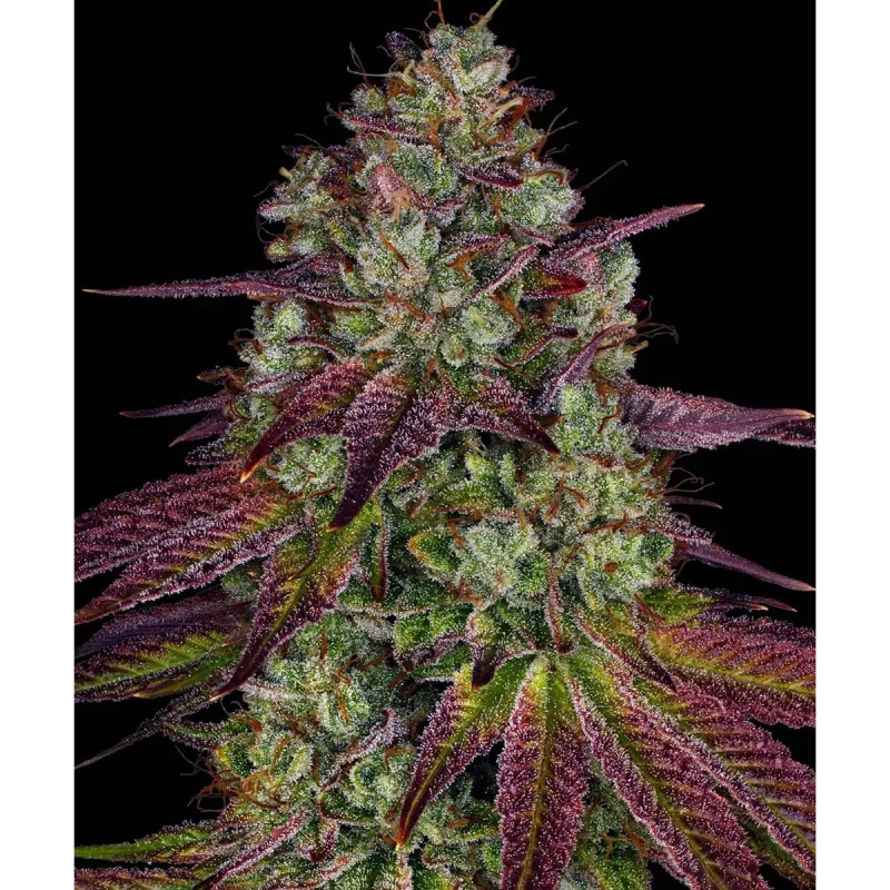 Barney's Farm Mimosa EVO Seeds 3 Stk.