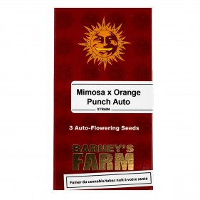 Mimosa x Orange Punch Auto...