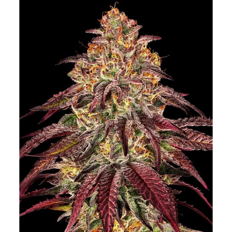 Barney's Farm Mimosa x Orange Punch Auto Seeds 3 Stk.