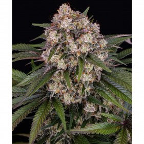 OG Kush Auto Barney’s Farm 3 Seeds Pack