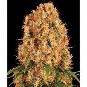 Orange Sherbert Barney’s Farm 3 Seeds Pack