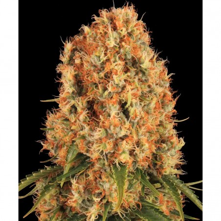 Barney's Farm Orange Sherbert Seeds 3 Stk.