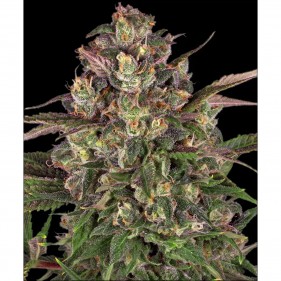 Peyote Critical Barney’s Farm 3 Seeds Pack