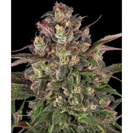 Barney's Farm Peyote Critical Seeds 3 Stk.