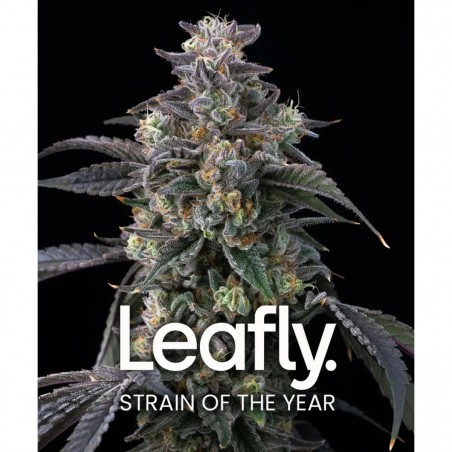 Barney's Farm Super Boof Seeds 3 Stk.