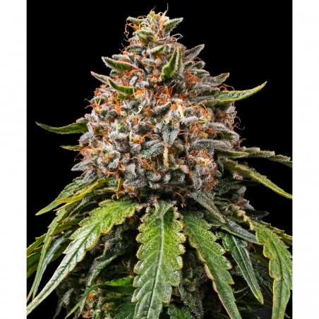Barney's Farm White Widow XXL Seeds 3 Stk.