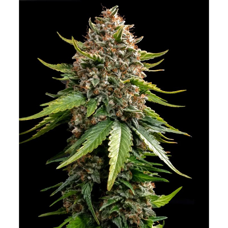 Barney's Farm White Widow XXL Auto Seeds 3 Stk.