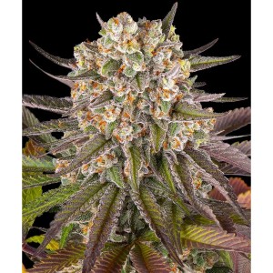 Barney's Farm Limoncello Seeds 3 Stk.
