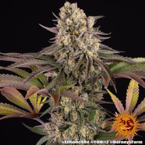 Barney's Farm Limoncello Seeds 3 Stk.