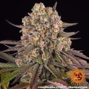 Barney's Farm Limoncello Seeds 3 Stk.