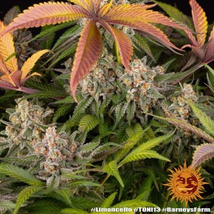 Barney's Farm Limoncello Seeds 3 Stk.