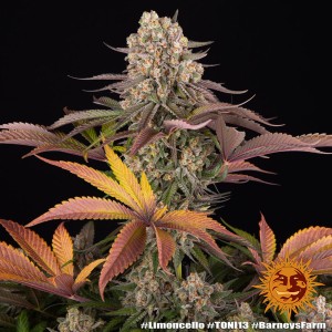 Barney's Farm Limoncello Seeds 3 Stk.