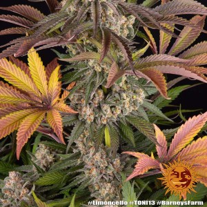 Barney's Farm Limoncello Seeds 3 Stk.