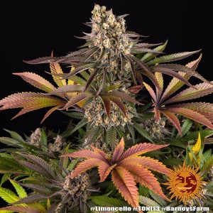 Barney's Farm Limoncello Seeds 3 Stk.