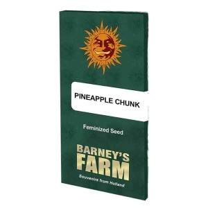Barney's Farm Pineapple Chunk Seeds 3 Stk.