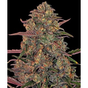 Barney's Farm Pineapple Chunk Seeds 3 Stk.
