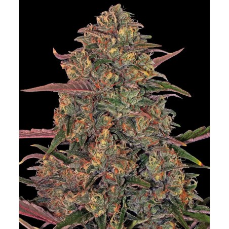 Barney's Farm Pineapple Chunk Seeds 3 Stk.