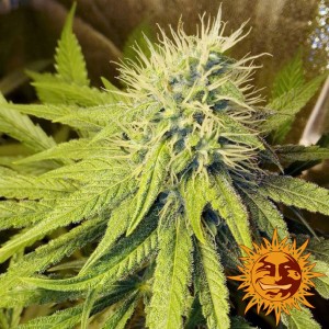 Barney's Farm Pineapple Chunk Seeds 3 Stk.