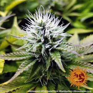 Barney's Farm Pineapple Chunk Seeds 3 Stk.