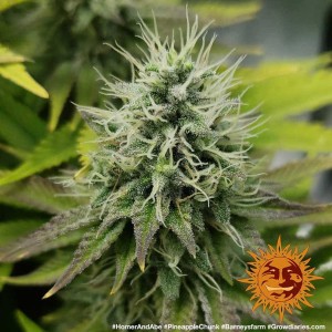 Barney's Farm Pineapple Chunk Seeds 3 Stk.