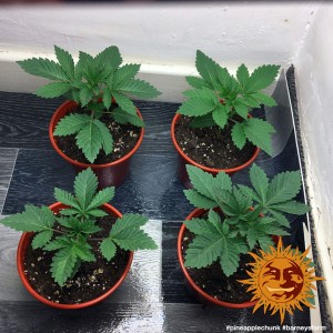 Barney's Farm Pineapple Chunk Seeds 3 Stk.
