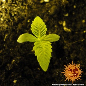 Barney's Farm Pineapple Chunk Seeds 3 Stk.