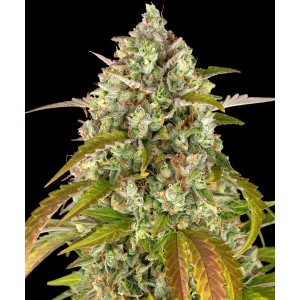 Barney's Farm Pineapple Express Auto Seeds 3 Stk.