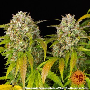 Barney's Farm Pineapple Express Auto Seeds 3 Stk.