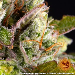 Barney's Farm Pineapple Express Auto Seeds 3 Stk.