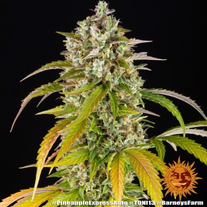Barney's Farm Pineapple Express Auto Seeds 3 Stk.