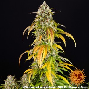 Barney's Farm Pineapple Express Auto Seeds 3 Stk.