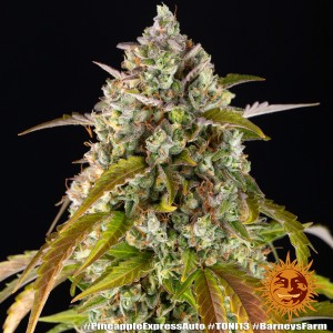 Barney's Farm Pineapple Express Auto Seeds 3 Stk.