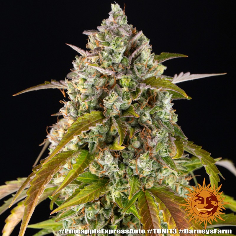 Barney's Farm Pineapple Express Auto Seeds 3 Stk.